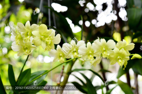 蘭花