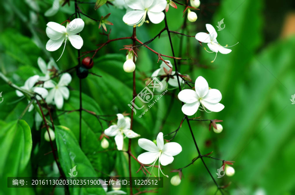 白色的花5