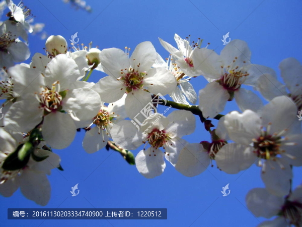 米拉貝爾樹開花