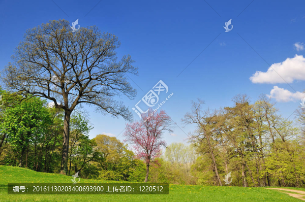 春天的公園