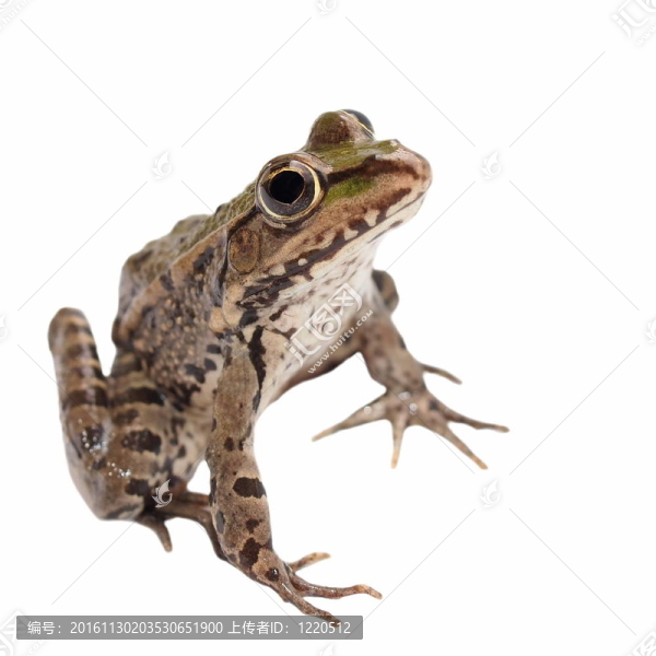 白色沼澤蛙