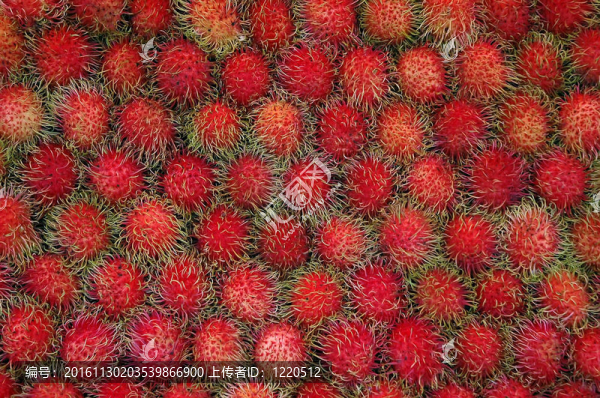 紅毛丹