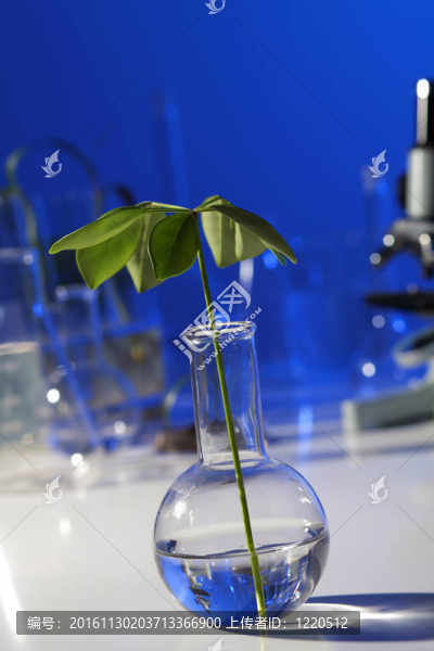 在綠色植物生物學實驗室