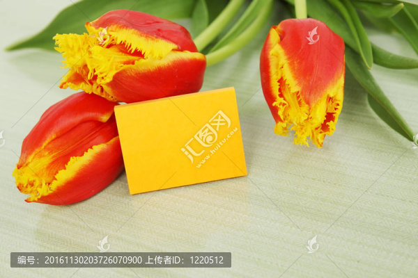 美麗的郁金香