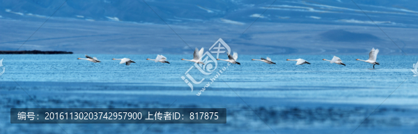 天鵝