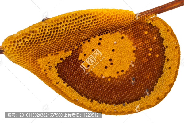 蜜蜂在蜂巢細(xì)胞