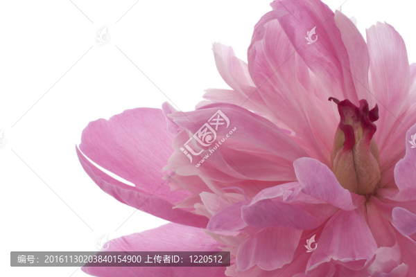 牡丹
