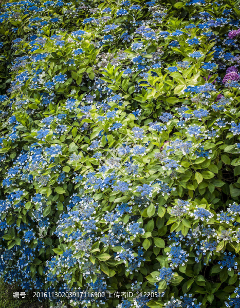 藍(lán)色繡球花