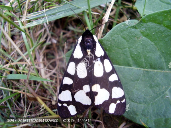 奶油斑Tiger,Moth