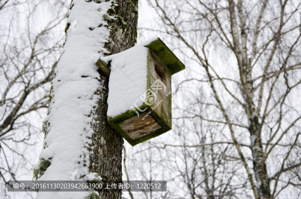 鳥筑巢盒雪附樺樹冬季