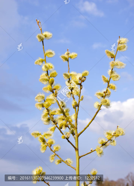小貓在春天盛開的樹枝藍天
