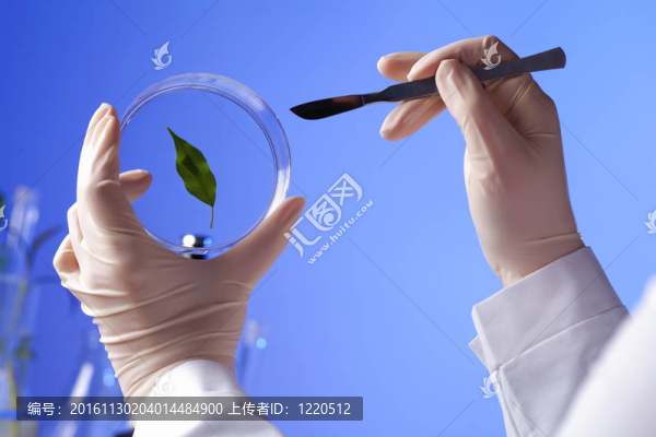 在綠色植物生物學(xué)實驗室
