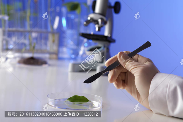 在綠色植物生物學(xué)實(shí)驗(yàn)室