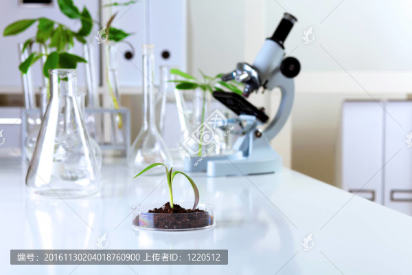 在綠色植物生物學(xué)實(shí)驗(yàn)室