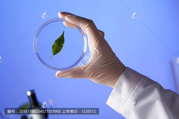 在綠色植物生物學(xué)實驗室