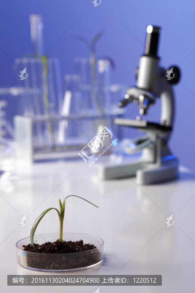 在綠色植物生物學實驗室