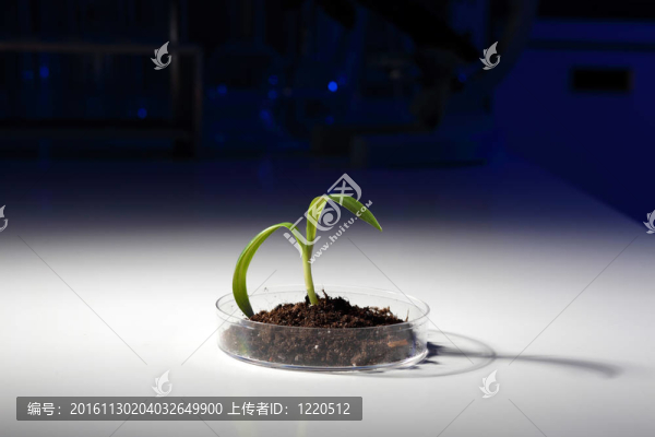 桌上的小綠色植物