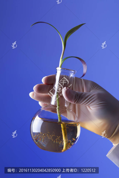 在綠色植物生物學(xué)實(shí)驗(yàn)室