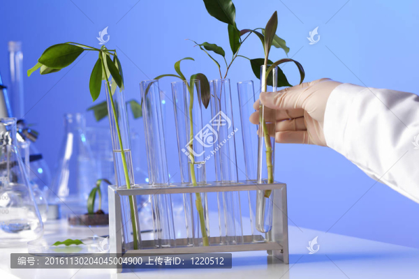 在綠色植物生物學(xué)實(shí)驗(yàn)室