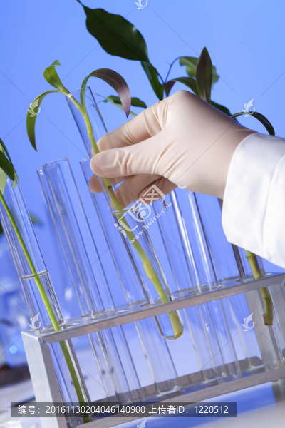在綠色植物生物學(xué)實(shí)驗(yàn)室