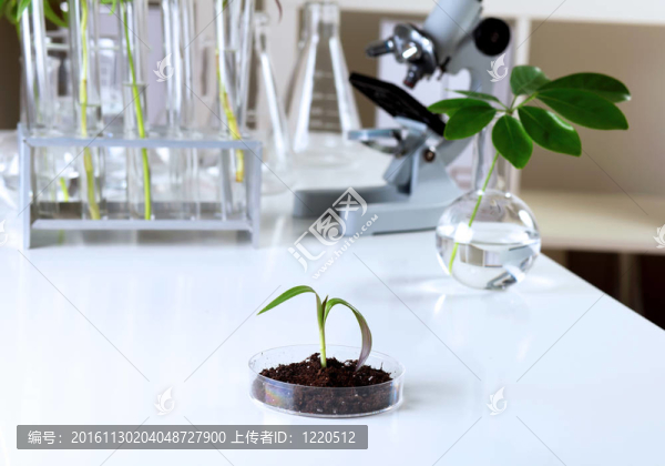 在綠色植物生物學(xué)實驗室