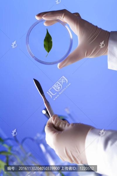 在綠色植物生物學實驗室