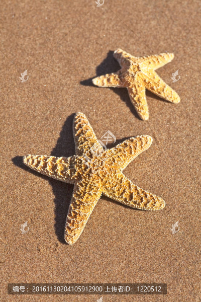海星
