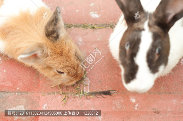 兔子吃的食物
