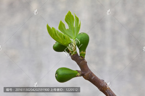我生長的無花果