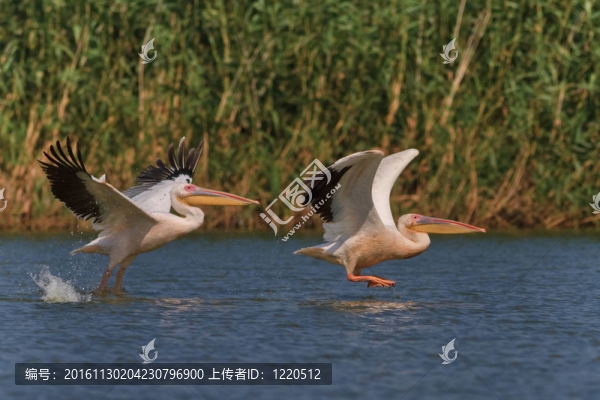 白鵜鶘（白鵜鶘）
