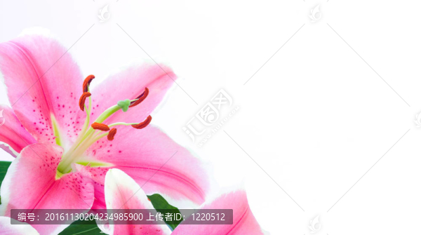 百合花