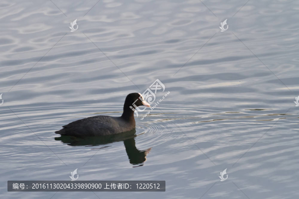 骨頂雞（Fulica,atra）