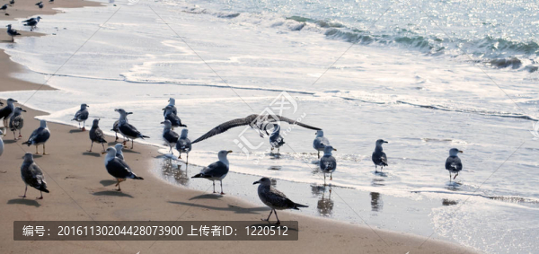 幾個海鷗