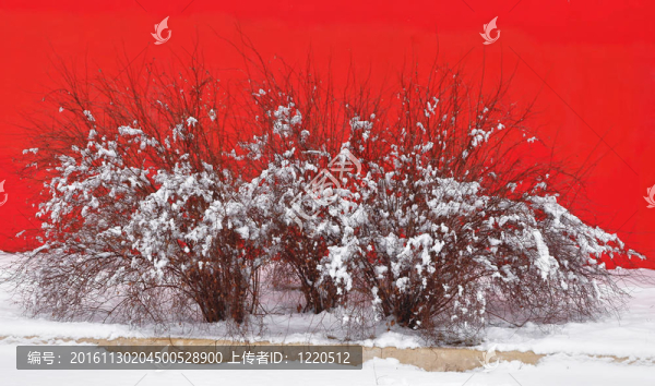 Snow,bush紅墻背景冬季