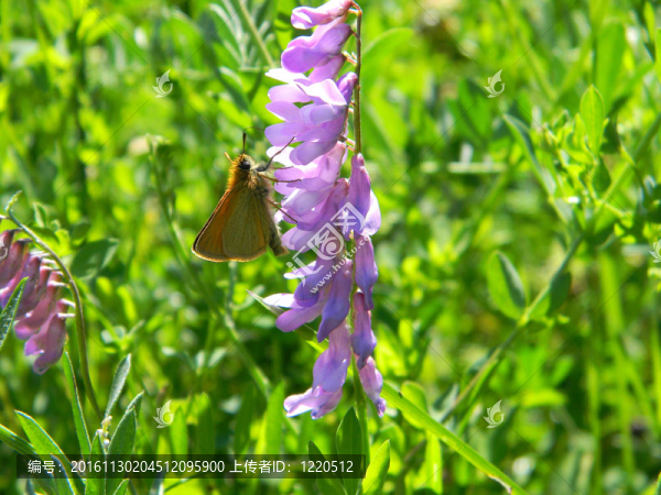 Brown,Moth的野花
