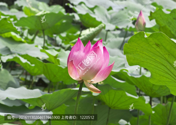 蓮花