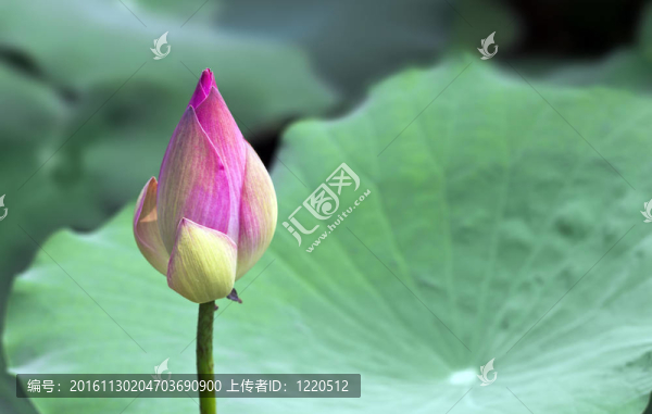 蓮花