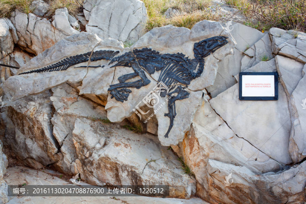 dinosauro安東尼奧；Tethyshadros,insularis
