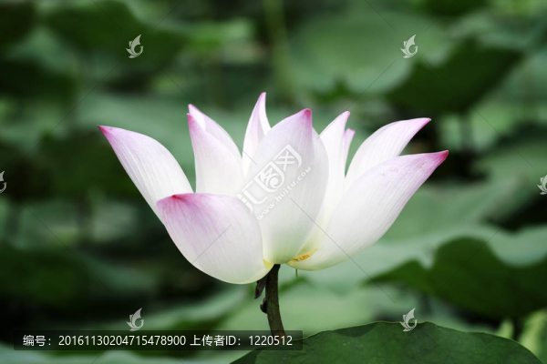 蓮花