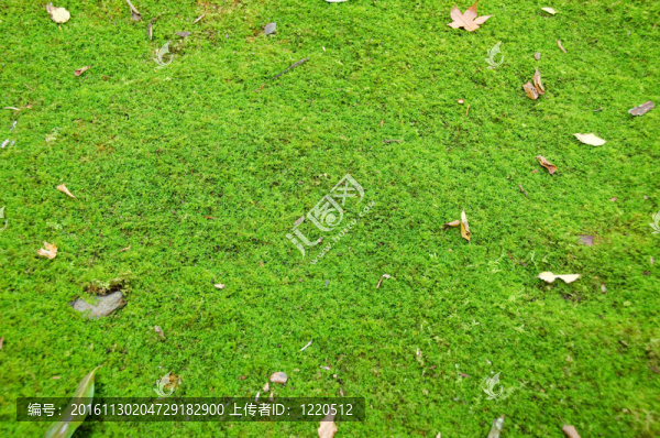 綠色的苔蘚背景