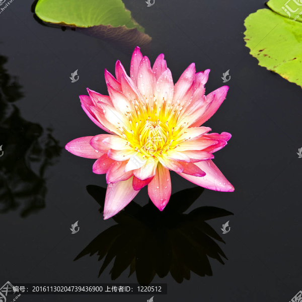 蓮花