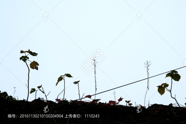 屋頂