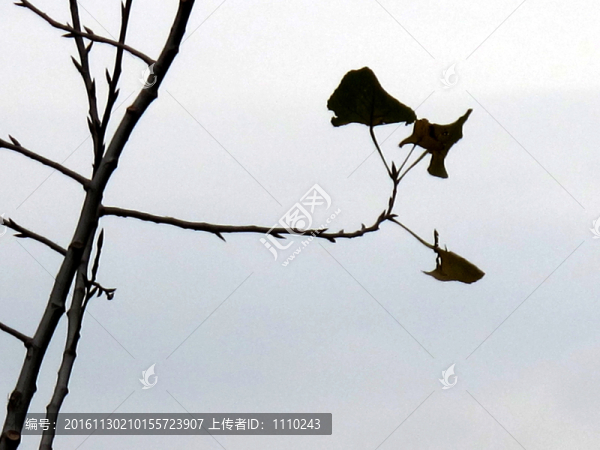 孤獨(dú),殘葉