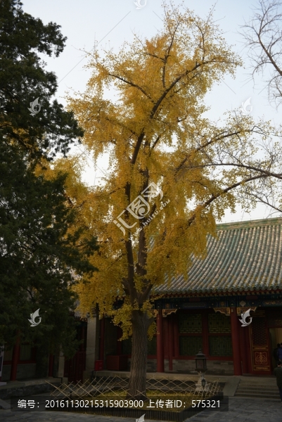 古宅庭院