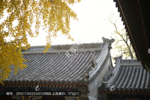 屋脊,灰瓦,落葉