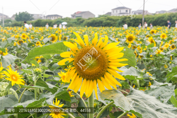 向日葵