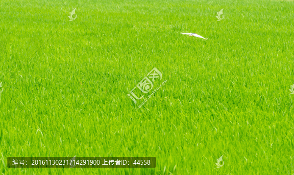草地,白鷺