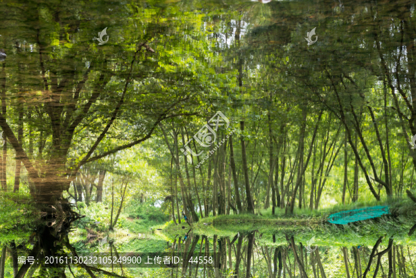 樹(shù)林倒影-匯圖網(wǎng) www.fosd68.com 樹(shù)林倒影