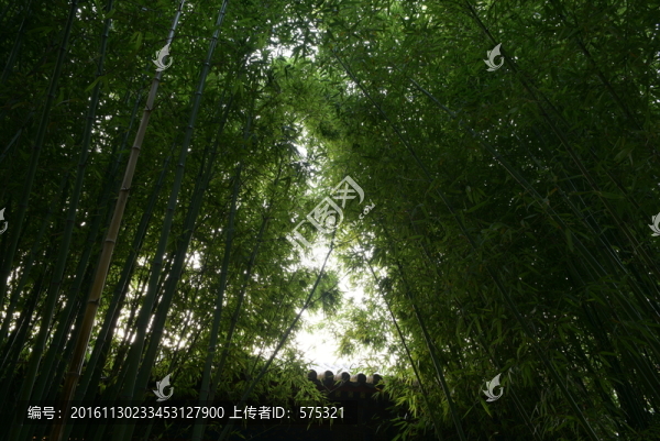 竹林