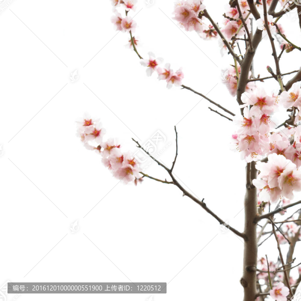 杏仁粉紅花。